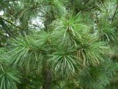Кедр Корейский (Pinus koraiensis) от 20 до 50 см