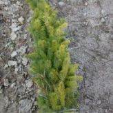 Ель Сибирская (Picea obovata) от 20 до 70 см
