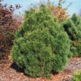 Сосна Горная (Pinus mugo) от 20 до 50 см