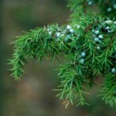Можжевельник (Juniperus) от 20 до 50 см