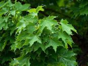 Клен Остролистный (Acer platanoides, платоновидный) от 20 до 70 см