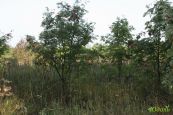 Рябина Красная (Sorbus aucuparia) от 20 до 70 см