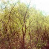 Ива Извилистая (Salix babylonica, отправление не укорененными черенками) от 15 до 25 см