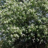 Черемуха Обыкновенная (Prunus padus) от 20 до 70 см